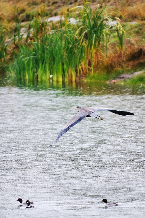 &lt;p&gt;A great blue heron flies over Pine Grove Pond on Wednesday morning.&lt;/p&gt;