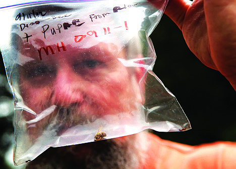 &lt;p&gt;Mark Hohn, a novice beekeeper in Kent, holds up a plastic bag with a dead zombie bee and pupae ? two at each end of the bag, on Saturday. Hohn found that his bees are infected with a parasite that causes them to fly at night and lurch around erratically until they die.&lt;/p&gt;