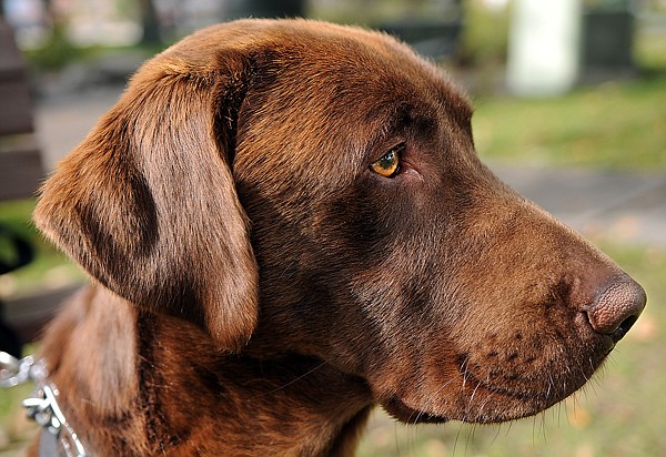 &quot;I don't think they knew what they had,&quot; says Chris Fansler of Russ, a rescued labrador.