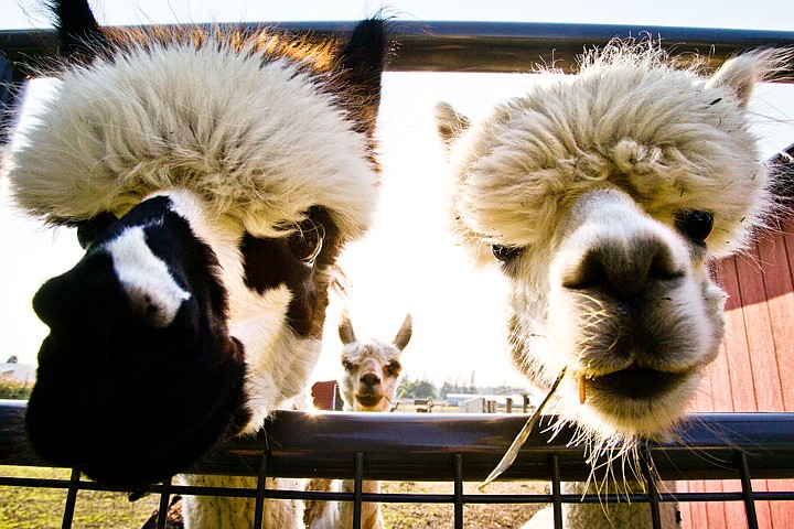 &lt;p&gt;SHAWN GUST/Press A pair of male alpacas poke their heads through a fence opening as a third looks on Wednesday at Kelley Valley Alpacas, LLC in Dalton Gardens. The alpaca farm is sponsoring and hosting a free event to recognize National Alpaca Farm Days on September 24.&lt;/p&gt;