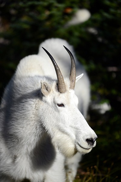 &lt;p&gt;A mountain goat forages recently near Logan Pass in Glacier National Park.&lt;/p&gt;