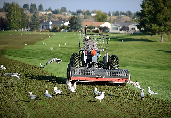 &lt;p&gt;A Village Greens Golf Course employee is swarmed by gulls as he aerates the fairway on Friday morning.&lt;/p&gt;