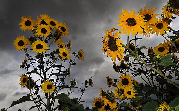 &lt;p&gt;Sunflowers stand out starkly against a stormy sky on Monday
morning west of Kalispell.&lt;/p&gt;