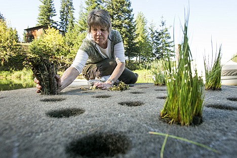 &lt;p&gt;Janet Torline, board president of the Kootenai Environmental Alliance, places a bundle of yellow monkeyflower into the surface of a floating treatment wetland Thursday at McLean's Bay on Hayden Lake. A team of environmentalists and local homeowners gathered to create the floating wetlands in order to reduce the phosphorus levels of the lake which can be damaging to the ecosystem.&lt;/p&gt;