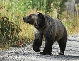 Bewarned: Bears on the prowl