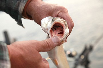 &lt;p&gt;A new environmental impact study addresses ways to decrease the Lake trout, like this one shown above, population in Flathead Lake. The draft study is due out in March.&lt;/p&gt;