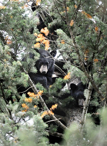 A mother black bear and two of her four cubs are visible in the upper branches of a pine tree in Tom and Pam Gilbert's front yard on Sunday morning northwest of Kalispell.