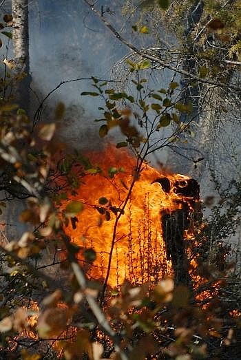 Underbrush ignites in a forested area. The Baldy Fire was estimated at 20 percent contained late Sunday. Nate Chute photos/Daily Inter Lake
