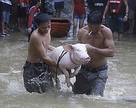 &lt;p&gt;Residents carry a pig through a street flooded by Typhoon Nesat in suburban San Mateo, eastern Manila, Philippines, Tuesday, Sept. 27, 2011. Manila residents waded through waist-deep floodwaters, dodging branches and flying debris Tuesday as the powerful typhoon sent surging waves as tall as palm trees crashing over seawalls and submerging entire neighborhoods. (AP Photo/Pat Roque)&lt;/p&gt;