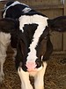 Calf with '7' on its head named for Steelers' Roethlisberger