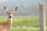 FWP investigates Whitefish deer poachings