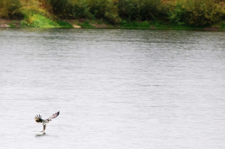 &lt;p&gt;An osprey catches a fish Wednesday morning out of Pine Grove Pond near Kalispell. Sept. 25, 2013 in Kalispell, Montana. (Patrick Cote/Daily Inter Lake)&lt;/p&gt;