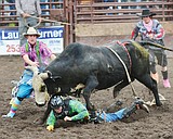 Sorenson top bull rider in Blue Moon rodeo series