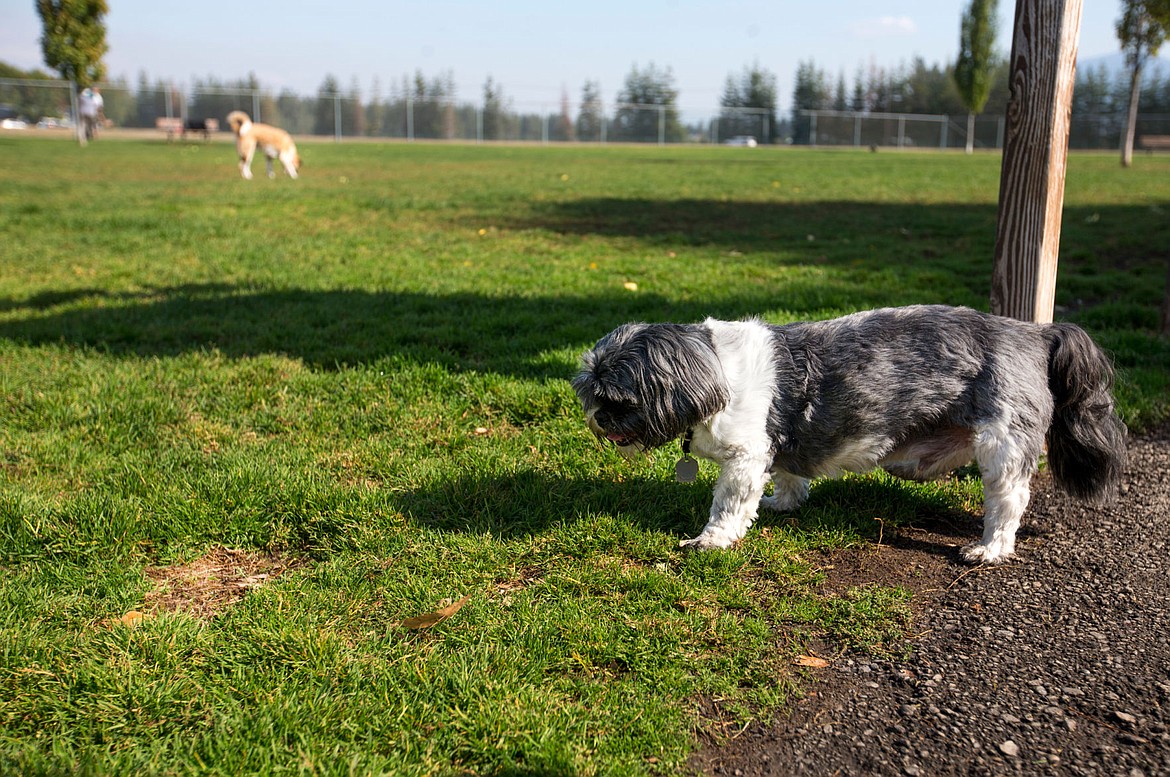 &lt;p&gt;Holloway&#146;s 14-year-old shih tzu, Toby, checks out the patch of dead grass where Holloway found four thumb tacks protruding earlier this week.&lt;/p&gt;