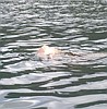 Dead deer dumped and floating in Hayden Lake