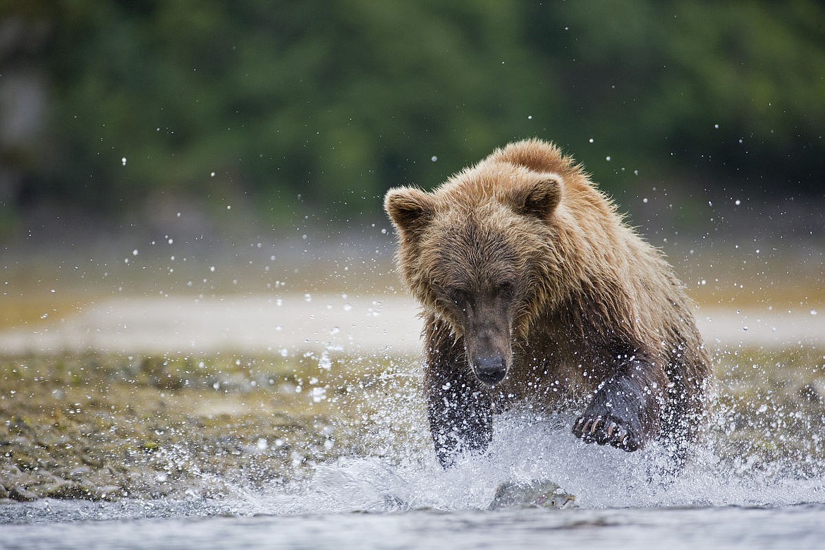 &lt;p&gt;An Alaskan brown bear catches a sock eye salmon in the Kenai in Alaska in August of 2015. Jones said that he laid down at the edge of the creek to get the eye-level perspective. He also said he did his work under the watchful eye of a park ranger. &quot;I don't know how many times I've heard someone say to me, 'There is a bear up at Iceberg Lake that the rangers don't know about, want to go photograph it?' I say no because I won't do that.&#160;&lt;/p&gt;