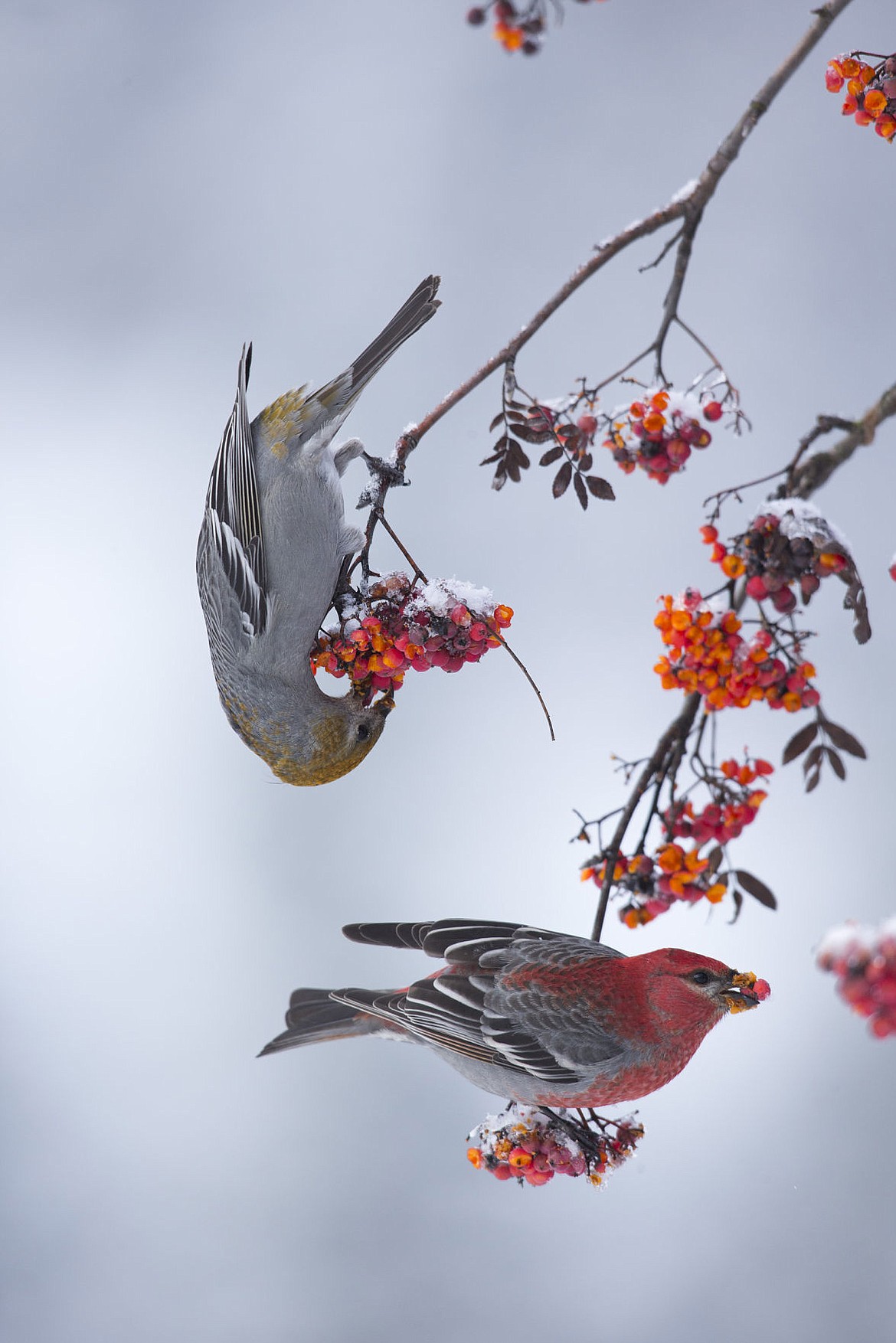 &lt;p&gt;A pair of Pine Grosbeaks in Mountain Ash berries near Troy, Montana, in 2013. Photographer Donald M. Jones likes this photo and the position of the birds wings because it reminds him of a Audubon painting.&lt;/p&gt;