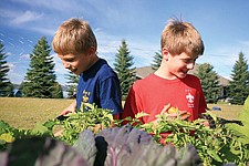 Ethan Buffington and Russell Smith, both 10, help with Cub Scout Pack 4947 to harvest crops from the community garden last Friday evening in Polson.