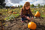 Pluck a perfect pumpkin