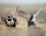 Sagebrush habitat fuels $1B in recreation spending