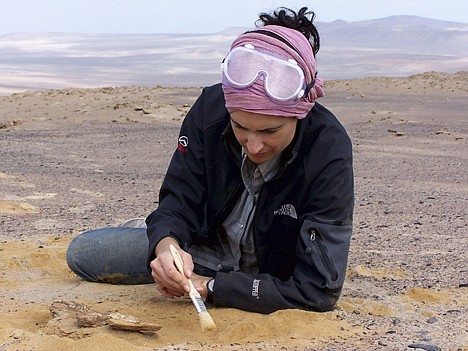 &lt;p&gt;This undated handout photo provided by the journal Science shows Julia Clarke excavating a fossil in Peru's Paracas Reserve. Some ancient penguins may have been twice as tall as today's Emperor type but they lacked the 'tuxedo.'&lt;/p&gt;