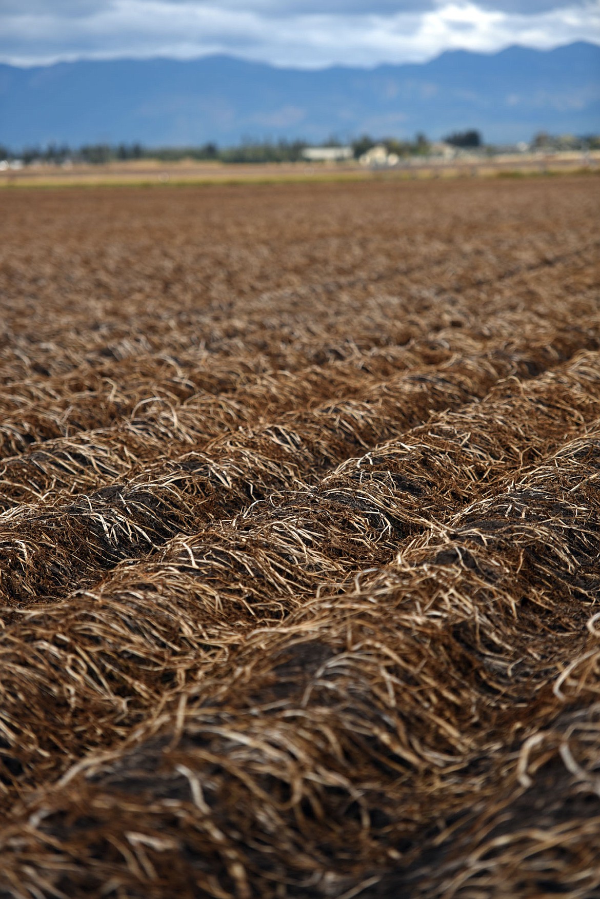 <p>A harvested of potatoes off of Columbia Falls Stage Road on Thursday afternoon, September 22, east of Kalispell. Farmer Steve Streich said the ground was only able to produce a good crop of potatoes once every three years. The ground will be used to grow other crops for the next two years. (Brenda Ahearn/Daily Inter Lake)</p>
