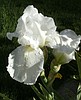 Iris blooms in the fall? You bet!