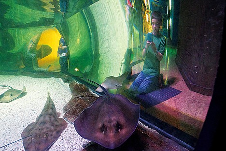 &lt;p&gt;Avery Irvin uses his new iPod to make a video of a stingray display inside the Mall of America's Sea Life aquarium.&lt;/p&gt;