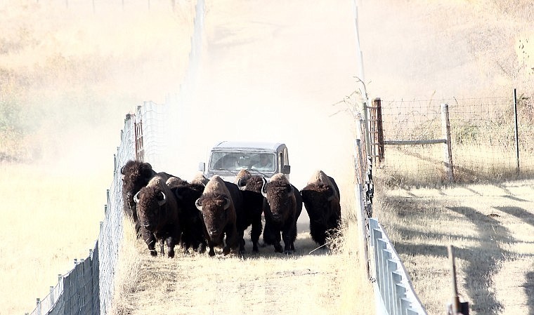 &lt;p&gt;&lt;strong&gt;The first batch of bison are rounded up to the corral with the use of a Jeep on Monday for the annual Bison Roundup at the National Bison Range outside of Dixon.&lt;/strong&gt;&lt;/p&gt;
&lt;div&gt;&lt;strong&gt;&lt;br /&gt;&lt;/strong&gt;&lt;/div&gt;