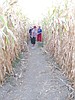 Amazing maize maze