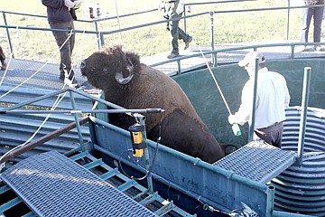 &lt;p&gt;A 2,000-pound bison runs gets rowdy in the corral . Members of the herd were measured, weighed, and updated on health for their annual check-up.&#160;&lt;/p&gt;