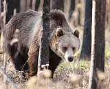 Apple-eating griz moved; two more black bears destroyed