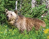 Griz, wolves wow couple