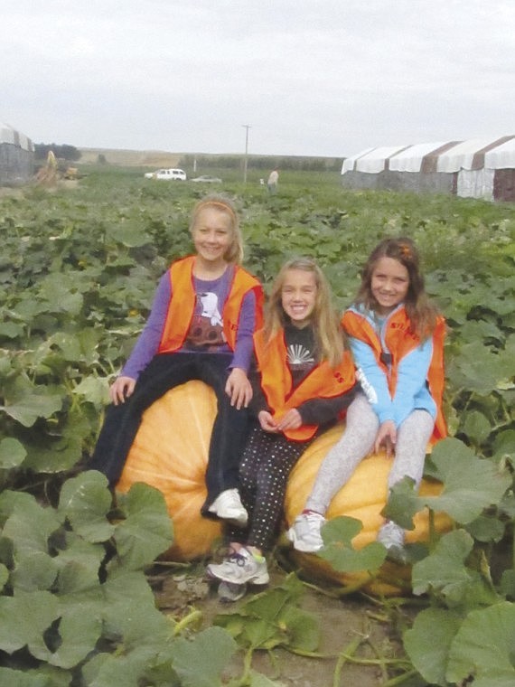 Reese Burke, 10, Jesse Burke, 6, and Sydney Burke, 8,
proprietors of Super Sisters Pumpkins, proudly display their Dill's
Atlantic Giants. &Ograve;They weigh more than me,&Oacute; Reese says. Their
mother, Kendra Burke, estimates their weights at more than 100
pounds.