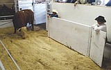 New sales yard holds first livestock auction