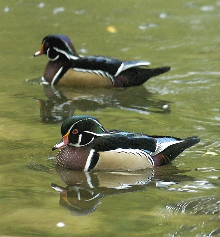 A couple of male wood ducks cruise around a pond at Woodland Park on Wednesday afternoon. Allison Money photo/Daily Inter Lake