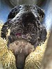 Grizzly captured near Meadow Lake
