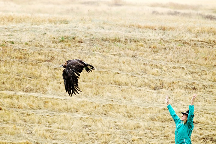 &lt;p&gt;JEROME A. POLLOS/Press Jane Cantwell, president and executive director of Birds of Prey Northwest, releases a juvenile golden eagle Thursday at the Coeur d'Alene Casino Resort. The bird was in a rehabilitation program with Birds of Prey Northwest for 14 months.&lt;/p&gt;