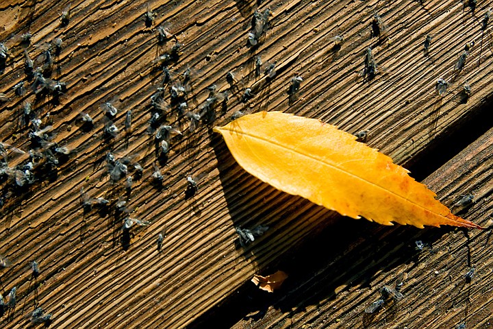 &lt;p&gt;Dead ash aphids litter a park bench along the Centennial Trail. The swarms of small bugs are expected to die off with the first frost or windy day.&lt;/p&gt;