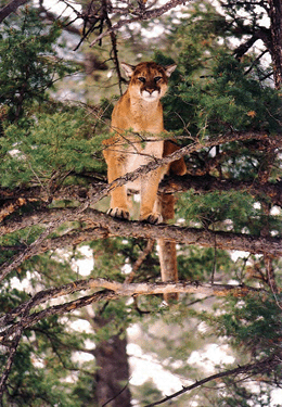 &lt;p&gt;Several factors can bring mountain lion to lower elevations in the fall, according to the Idaho Department of Fish &amp; Game. (Photo courtesy MIKE DEMICK/IDFG)&lt;/p&gt;