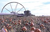Maze and pumpkin patch opens in Quincy