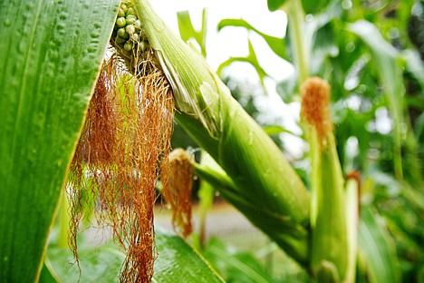 &lt;p&gt;The ears of corn Richard Martin, 92, has grown in his backyard garden are measuring up to 15 inches in length and expect to keep growing through October.&lt;/p&gt;