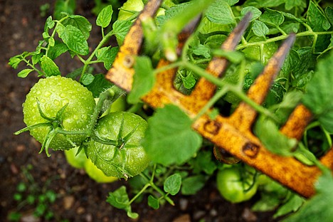 &lt;p&gt;Richard Martin, 92, has maintained gardens most of his life to provide fresh fruit and vegetables for his family.&lt;/p&gt;