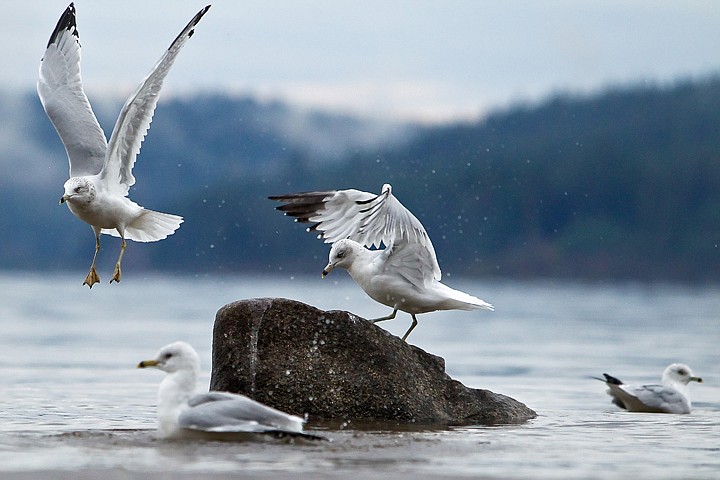 &lt;p&gt;JEROME A. POLLOS/Press A seagull takes flight after being driven off a rock by another bird in the flock Thursday near the North Idaho College beach.&lt;/p&gt;