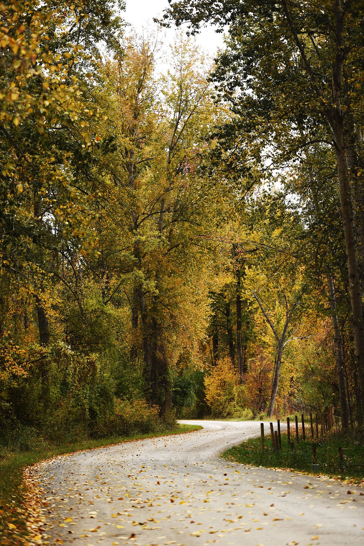 &lt;p&gt;Steel Bridge Road winds its way through stunning fall colors east of Kalispell. (Brenda Ahearn/Daily Inter Lake)&lt;/p&gt;