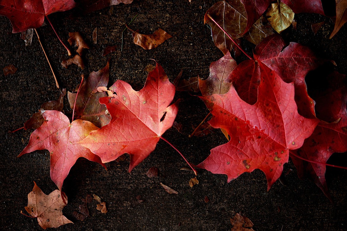 &lt;p&gt;Red leaves on a sidewalk in Whitefish. (Brenda Ahearn/Daily Inter Lake)&lt;/p&gt;