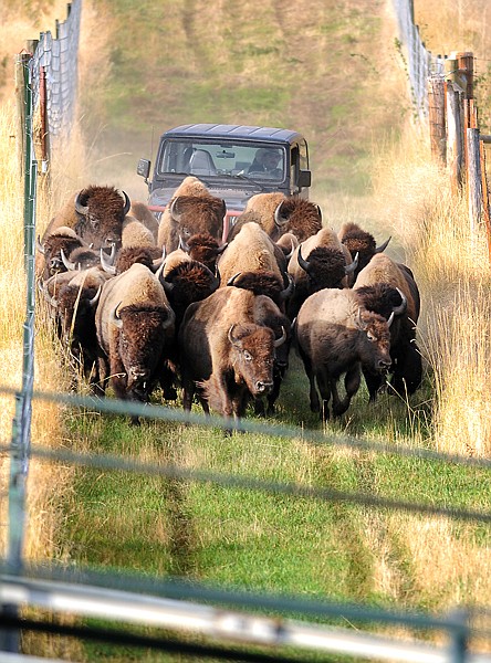 Anticipation grows in the crowd as a group of nearly 20 bison thunder their way into the corral on Monday during the annual roundup at the National Bison Range near Moiese on Monday. The roundup will bring the entire herd, nearly 400 bison, in for inspection over a two day period. The animals will be weighed and have their microchips scanned. This scan determines which animals will return to the range and which need to be held for donation, sale, research or general health tests.
There are four main highlights for those visiting the annual roundup. These include the Visitor Center, where spectators can pick up additional information about bison and their history, the catwalks from which spectators can view the roundup up close, the fence line viewing area where one can view the bison cut, and the bison roundup video &quot;Home on the Range.&quot; According the Outdoor Recreation Planner for the National Bison Range Complex Pat Jamieson last year 1100 teachers and students came out to view the roundup.