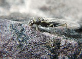 Climate change could wipe out Glacier Park bugs
