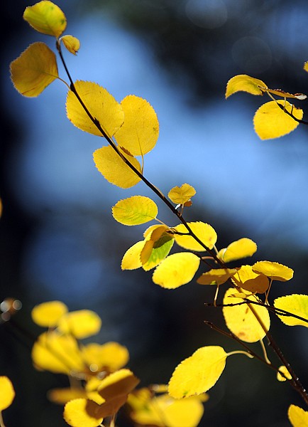 Yellow leaves are backlit against blue sky and pines up at Lone Pine State Park on September 29.