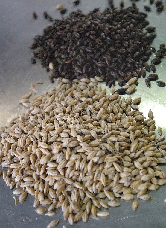 Montana regulations require craft brewers to use cereal grain malted barley like the pale malt and carafa malt barley, shown front to back, to increase alcohol content, not alternative products such as corn or candy sugar.